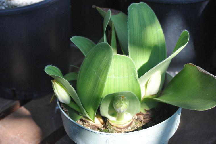 Haemanthus albiflos in bud.  (c) Copyright 2011 by James E. Shields.  All rights reserved.