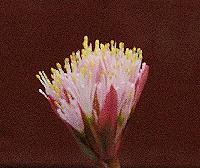 Haemanthus barkerae. Copyright (c) 2005 by James E. Shields.  All rights reserved.