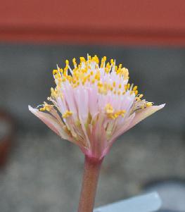 Haemanthus barkerae (#338) (c) copyright James E. Shields.  All rights reserved.