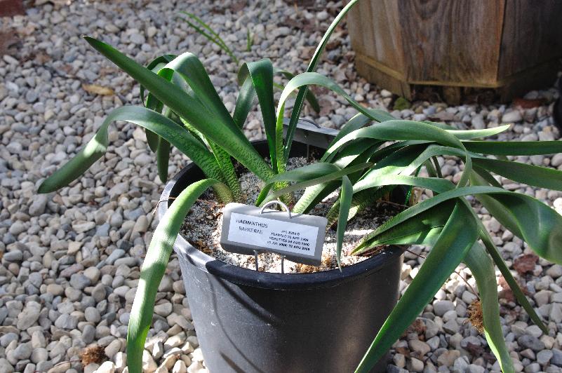 Haemanthus barkerae #368, leaves (c) copyright 2013 by James E. Shields.  All rights reserved.