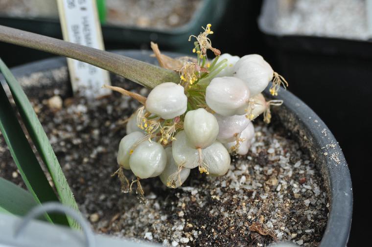 Haemanthus barkerae #386 in Fruit (c) copyright 2011 by James E. Shields.  All rights reserved.