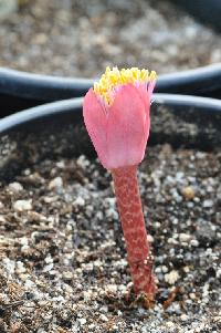 Haemanthus barkerae #936 ex Calvinia (c) copyright James E. Shields.  All rights reserved.