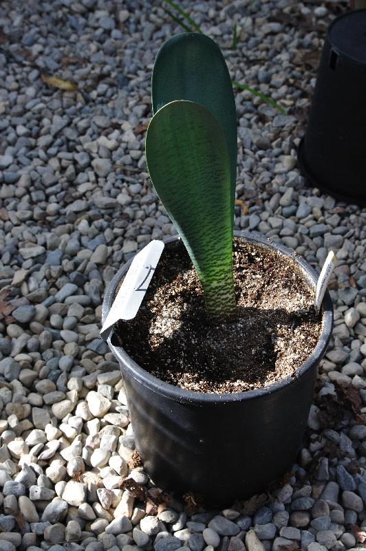 Haemanthus barkerae ex Calvinia, leaves (c) copyright 2013 by James E. Shields.  All rights reserved.