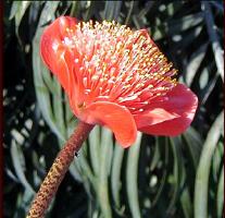 Haemanthus coccineus (c) copyright 2002 by Douglas Westfall