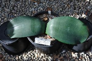 Haemanthus coccineus ex Bredasdorp, leaf (c) copyright 2013 by James E. Shields.  All rights reserved.