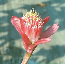 Haemanthus dasyphyllus (c) copyright 2003 by Shields Gardens Ltd.  All rights reserved.