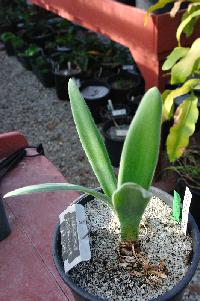 Haemanthus dasyphyllis in leaf (c) copyright 2012 by James E. Shields.  All rights reserved.