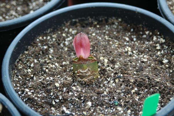 Haemanthus hybrid (c) copyright 2006 by Shields Gardens Ltd.  All rights reserved.