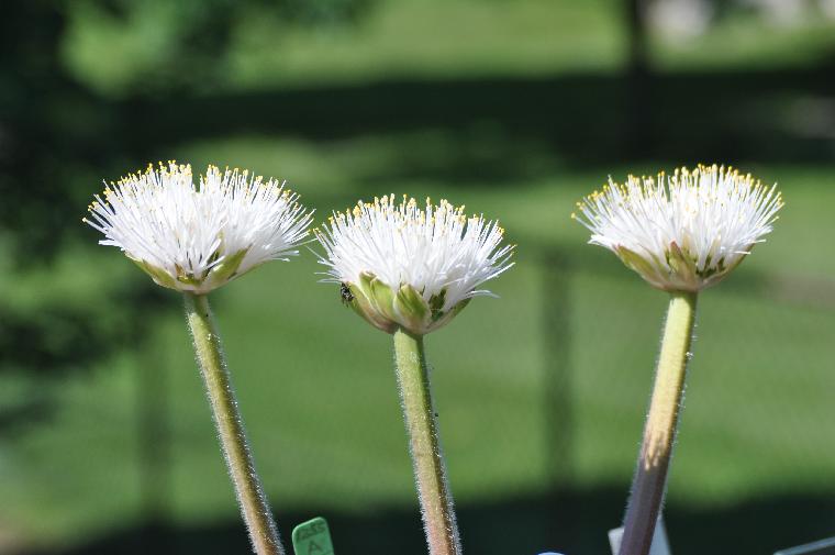 Haemanthus humilis hirsutus (c) Copyright 2011 by James E. Shields.  All rights reserved.