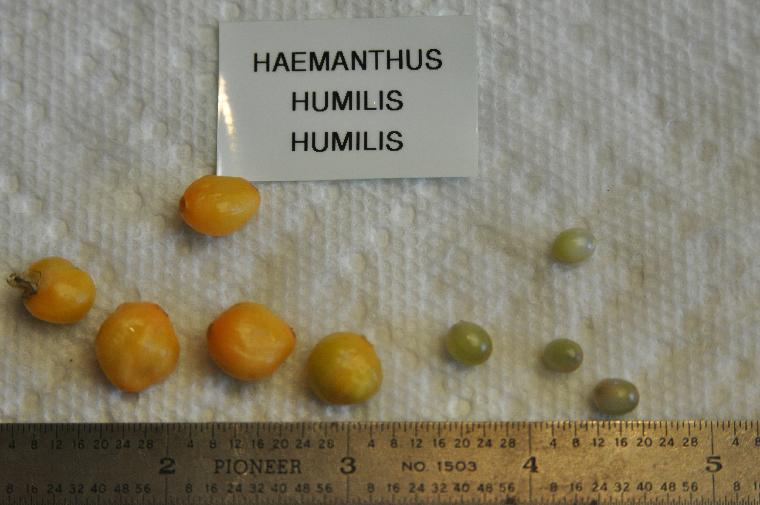 Haemanthus humilis humilis Seeds (c) Copyright 2011 by James E. Shields.  All rights reserved.