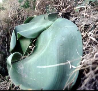 Haemanthus humilis (c) copyright 2002 by Cameron McMaster; all rights reserved.