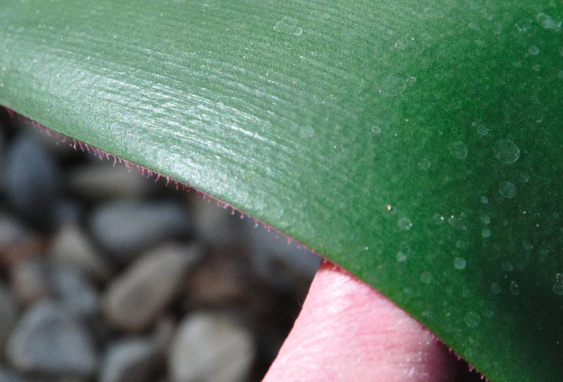 Haemanthus lanceifolius, leaf margin (c) copyright 2013 by James E. Shields.  All rights reserved.