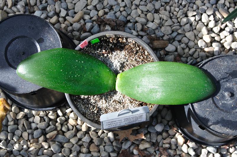 Haemanthus lanceifolius, leaves (c) copyright 2013 by James E. Shields.  All rights reserved.