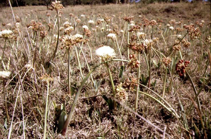 Haemanthus montanus (c) Copyright 2002 by Cameron McMaster; all rights reserved