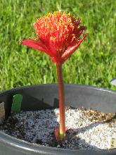 Haemanthus namaquensis (c) copyright 2009 by James E. Shields.  All rights reserved.