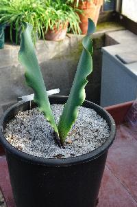 Haemanthus namaquensis in leaf (c) copyright 2012 by James E. Shields.  All rights reserved.
