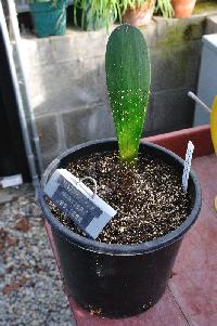 Haemanthus nortieri leaf (c) copyright 2013 by James E. Shields.  All rights reserved.