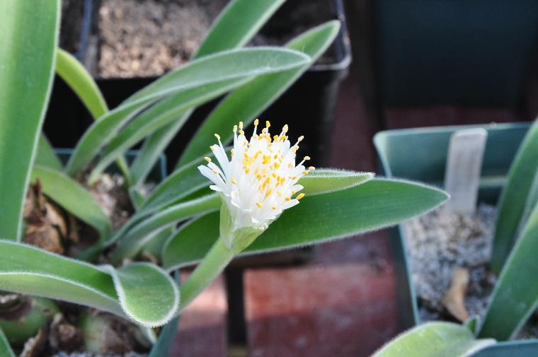 Haemanthus pauculifolius (c) Copyright 2011 by James E. Shields.  All rights reserved.