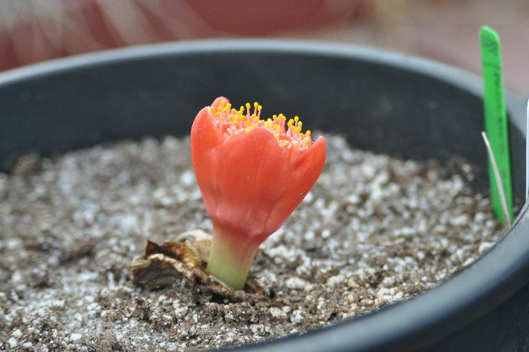 Haemanthus pubescens arenicolus (c) copyright 2011 by James E. Shields.  All rights reserved.