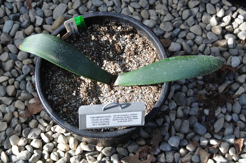 Haemanthus pubescens pubescens leaves (c) copyright 2011 by James E. Shields.  All rights reserved.