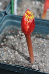Haemanthus unifoliatus (c) copyright 2012 by James E. Shields.  All rights reserved.