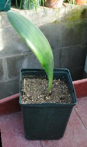 Haemanthus unifoliatus leaf (c) copyright 2013 by James E. Shields.  All rights reserved.