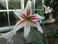 Hippeastrum harrisonii in bloom