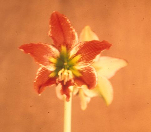 Hippeastrum [iguazuanum x leopoldii]