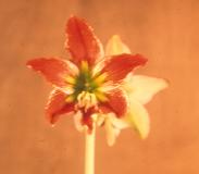 Hippeastrum [iguazuanum x leopoldii]