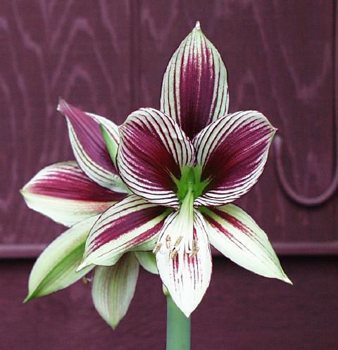 Hippeastrum papilio