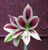 Hippeastrum papilio