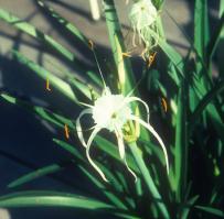 Hymenocallis species indet. (c) copyright 2004 by James E. Shields.  All rights reserved.