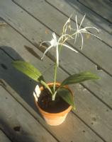 Hymenocallis azteciana (c) copyright 2004 by James E. Shields.  All rights reserved.