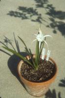 Hymenocallis durangensis (c) copyright 2004 by Jems E. Shields.  All rights reserved.