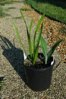 Hymenocallis durangensis and azteciana (c) copyright 2004 by James E. Shields.  All rights reserved.