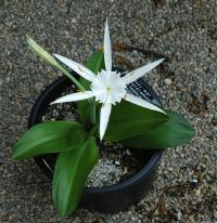 Hymenocallis eucharidifolia (c) copyright 2004 by Shields Gardens Ltd.  All rights reserved.