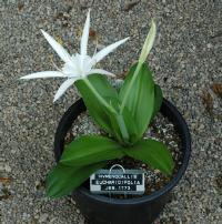 Hymenocallis eucharidifolia (c) copyright 2004 by Shields Gardens Ltd. All rights reserved.