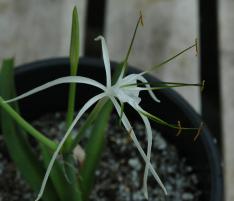 Hymenocallis lehmilleri (c) copyright 2006 by Shields Gardens Ltd.  All rights reserved.