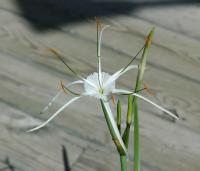 Hymenocallis riparia (c) copyright 2006 by Shields Gardnes Ltd.  All rights reserved.