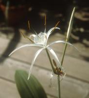 Hymenocallis woelfleana (c) copyright 2004 by James E. Shields.  All rights reserved.