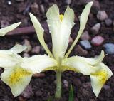 Iris winogradowii