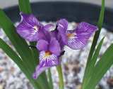 Iris collettii