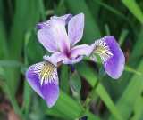 Iris versicolor