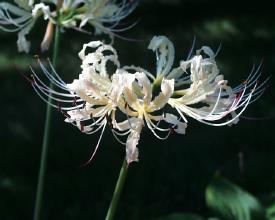 Lycoris 'Hill Beyond Hill'