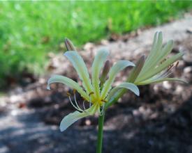 Lycoris 'Sky Over Sky'