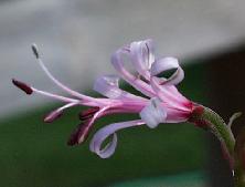 Nerine filamentosa in profile