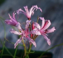 Nerine gibsonii