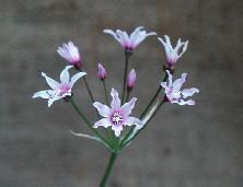 Nerine gracilis