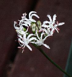 Nerine rehmannii (c) copyright 2003 by Shields Gardens Ltd.  All rights reserved.