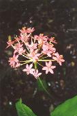 Scadoxus pole-evansii (c) copyright 2003 by Jack Stooks. Reproduced by permission.  All rights reserved.